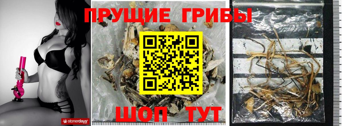 Первоуральск  Галлюциногенные грибы Cubensis  Вход с VPN 